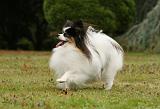 EPAGNEUL PAPILLON 048